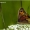 Maniola jurtina - Paprastasis jautakis satyras | Fotografijos autorius : Valdimantas Grigonis | © Macrogamta.lt | Šis tinklapis priklauso bendruomenei kuri domisi makro fotografija ir fotografuoja gyvąjį makro pasaulį.