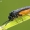 Pjūklelis - Eutomostethus luteiventris | Fotografijos autorius : Vilius Grigaliūnas | © Macrogamta.lt | Šis tinklapis priklauso bendruomenei kuri domisi makro fotografija ir fotografuoja gyvąjį makro pasaulį.