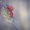 Skėtinis minkštavabalis - Rhagonycha fulva | Fotografijos autorius : Vilius Grigaliūnas | © Macrogamta.lt | Šis tinklapis priklauso bendruomenei kuri domisi makro fotografija ir fotografuoja gyvąjį makro pasaulį.