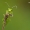 Rhogogaster viridis – Žaliasis pjūklelis | Fotografijos autorius : Vilius Grigaliūnas | © Macrogamta.lt | Šis tinklapis priklauso bendruomenei kuri domisi makro fotografija ir fotografuoja gyvąjį makro pasaulį.