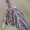 Plokščiamusė - Odontomyia argentata | Fotografijos autorius : Vilius Grigaliūnas | © Macrogamta.lt | Šis tinklapis priklauso bendruomenei kuri domisi makro fotografija ir fotografuoja gyvąjį makro pasaulį.