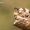 Bothynoderes affinis - Skersadryžis runkelinis straubliukas | Fotografijos autorius : Vilius Grigaliūnas | © Macrogamta.lt | Šis tinklapis priklauso bendruomenei kuri domisi makro fotografija ir fotografuoja gyvąjį makro pasaulį.