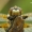 Libellula quadrimaculata - Keturtaškė skėtė | Fotografijos autorius : Vilius Grigaliūnas | © Macrogamta.lt | Šis tinklapis priklauso bendruomenei kuri domisi makro fotografija ir fotografuoja gyvąjį makro pasaulį.