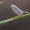 Ephemeroptera – Lašalas | Fotografijos autorius : Vilius Grigaliūnas | © Macrogamta.lt | Šis tinklapis priklauso bendruomenei kuri domisi makro fotografija ir fotografuoja gyvąjį makro pasaulį.