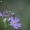 Paprastasis spragtukas - Metrioptera roeselii  | Fotografijos autorius : Vilius Grigaliūnas | © Macrogamta.lt | Šis tinklapis priklauso bendruomenei kuri domisi makro fotografija ir fotografuoja gyvąjį makro pasaulį.