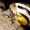 Šviesialūpė dryžė - Cepaea hortensis | Fotografijos autorius : Rasa Gražulevičiūtė | © Macrogamta.lt | Šis tinklapis priklauso bendruomenei kuri domisi makro fotografija ir fotografuoja gyvąjį makro pasaulį.