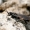 Caliadurgus fasciatellus - Kuprotoji voravapsvė | Fotografijos autorius : Gediminas Gražulevičius | © Macrogamta.lt | Šis tinklapis priklauso bendruomenei kuri domisi makro fotografija ir fotografuoja gyvąjį makro pasaulį.