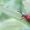 Lilioceris lilii - Lelijinis čiuželis | Fotografijos autorius : Rasa Gražulevičiūtė | © Macrogamta.lt | Šis tinklapis priklauso bendruomenei kuri domisi makro fotografija ir fotografuoja gyvąjį makro pasaulį.