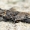 Oedipoda caerulescens - Mėlynsparnis tarkšlys | Fotografijos autorius : Gediminas Gražulevičius | © Macrogamta.lt | Šis tinklapis priklauso bendruomenei kuri domisi makro fotografija ir fotografuoja gyvąjį makro pasaulį.