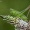 Dvispalvis spragtukas - Metrioptera bicolor | Fotografijos autorius : Armandas Kazlauskas | © Macrogamta.lt | Šis tinklapis priklauso bendruomenei kuri domisi makro fotografija ir fotografuoja gyvąjį makro pasaulį.