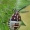 Rausvasparnė skydblakė - Carpocoris purpureipennis, nimfa  | Fotografijos autorius : Armandas Kazlauskas | © Macrogamta.lt | Šis tinklapis priklauso bendruomenei kuri domisi makro fotografija ir fotografuoja gyvąjį makro pasaulį.