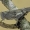 Mėlynsparnis tarkšlys - Oedipoda caerulescens | Fotografijos autorius : Armandas Kazlauskas | © Macrogamta.lt | Šis tinklapis priklauso bendruomenei kuri domisi makro fotografija ir fotografuoja gyvąjį makro pasaulį.