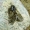 Skaidriasparnis šeriasprindis - Lycia pomonaria | Fotografijos autorius : Vitalijus Bačianskas | © Macrogamta.lt | Šis tinklapis priklauso bendruomenei kuri domisi makro fotografija ir fotografuoja gyvąjį makro pasaulį.