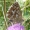 Stepinis melsvys - Polyommatus coridon (Poda, 1761), patelė | Fotografijos autorius : Vitalijus Bačianskas | © Macrogamta.lt | Šis tinklapis priklauso bendruomenei kuri domisi makro fotografija ir fotografuoja gyvąjį makro pasaulį.