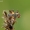 Dygliamusė - Ectophasia crassipennis | Fotografijos autorius : Aivaras Markauskas | © Macrogamta.lt | Šis tinklapis priklauso bendruomenei kuri domisi makro fotografija ir fotografuoja gyvąjį makro pasaulį.