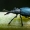Violetinis apionas - Perapion [=Apion] violaceum | Fotografijos autorius : Oskaras Venckus | © Macrogamta.lt | Šis tinklapis priklauso bendruomenei kuri domisi makro fotografija ir fotografuoja gyvąjį makro pasaulį.