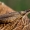 Cikadelė - Eupelix cuspidata  | Fotografijos autorius : Oskaras Venckus | © Macrogamta.lt | Šis tinklapis priklauso bendruomenei kuri domisi makro fotografija ir fotografuoja gyvąjį makro pasaulį.
