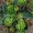 Plačialapis gyslotis - Plantago major rosularis | Fotografijos autorius : Oskaras Venckus | © Macrogamta.lt | Šis tinklapis priklauso bendruomenei kuri domisi makro fotografija ir fotografuoja gyvąjį makro pasaulį.