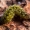 Minkštavabalio - Cantharidae lerva | Fotografijos autorius : Oskaras Venckus | © Macrogamta.lt | Šis tinklapis priklauso bendruomenei kuri domisi makro fotografija ir fotografuoja gyvąjį makro pasaulį.