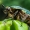 Paprastasis auksavabalis - Cetonia aurata | Fotografijos autorius : Oskaras Venckus | © Macrogamta.lt | Šis tinklapis priklauso bendruomenei kuri domisi makro fotografija ir fotografuoja gyvąjį makro pasaulį.