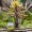 Paprastoji eglė - Picea abies | Fotografijos autorius : Oskaras Venckus | © Macrogamta.lt | Šis tinklapis priklauso bendruomenei kuri domisi makro fotografija ir fotografuoja gyvąjį makro pasaulį.