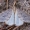 Miškinis žiemsprindis - Operophtera fagata | Fotografijos autorius : Oskaras Venckus | © Macrogamta.lt | Šis tinklapis priklauso bendruomenei kuri domisi makro fotografija ir fotografuoja gyvąjį makro pasaulį.