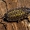 Vėdarėlis - Porcellio spinicornis  | Fotografijos autorius : Oskaras Venckus | © Macrogamta.lt | Šis tinklapis priklauso bendruomenei kuri domisi makro fotografija ir fotografuoja gyvąjį makro pasaulį.