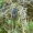 Kalninė cikada - Cicadetta montana | Fotografijos autorius : Giedrius Markevičius | © Macrogamta.lt | Šis tinklapis priklauso bendruomenei kuri domisi makro fotografija ir fotografuoja gyvąjį makro pasaulį.