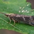  Apsiuva - Glyphotaelius pellucidus ♀ | Fotografijos autorius : Gintautas Steiblys | © Macrogamta.lt | Šis tinklapis priklauso bendruomenei kuri domisi makro fotografija ir fotografuoja gyvąjį makro pasaulį.