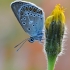  Baltajuostis melsvys - Eumedonia eumedon | Fotografijos autorius : Arūnas Eismantas | © Macrogamta.lt | Šis tinklapis priklauso bendruomenei kuri domisi makro fotografija ir fotografuoja gyvąjį makro pasaulį.