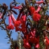  Kantuta - Cantua buxifolia  | Fotografijos autorius : Rasa Gražulevičiūtė | © Macrogamta.lt | Šis tinklapis priklauso bendruomenei kuri domisi makro fotografija ir fotografuoja gyvąjį makro pasaulį.