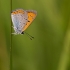  Didysis auksinukas - Lycaena dispar | Fotografijos autorius : Zita Gasiūnaitė | © Macrogamta.lt | Šis tinklapis priklauso bendruomenei kuri domisi makro fotografija ir fotografuoja gyvąjį makro pasaulį.