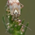  Plant bug - Lygus pratensis | Fotografijos autorius : Gintautas Steiblys | © Macronature.eu | Macro photography web site