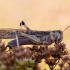  Skėrys keleivis - Locusta migratoria | Fotografijos autorius : Zita Gasiūnaitė | © Macrogamta.lt | Šis tinklapis priklauso bendruomenei kuri domisi makro fotografija ir fotografuoja gyvąjį makro pasaulį.