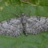 Ąžuolinis sprindytis - Eupithecia dodoneata | Fotografijos autorius : Žilvinas Pūtys | © Macrogamta.lt | Šis tinklapis priklauso bendruomenei kuri domisi makro fotografija ir fotografuoja gyvąjį makro pasaulį.