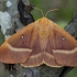 Ąžuolinis verpikas - Lasiocampa quercus ♀ | Fotografijos autorius : Žilvinas Pūtys | © Macrogamta.lt | Šis tinklapis priklauso bendruomenei kuri domisi makro fotografija ir fotografuoja gyvąjį makro pasaulį.