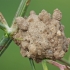 Ąsotvapsvė - Eumenes sp. molinis lizdas | Fotografijos autorius : Gintautas Steiblys | © Macrogamta.lt | Šis tinklapis priklauso bendruomenei kuri domisi makro fotografija ir fotografuoja gyvąjį makro pasaulį.