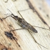 Čiuožikas - Gerris sp. | Fotografijos autorius : Kazimieras Martinaitis | © Macrogamta.lt | Šis tinklapis priklauso bendruomenei kuri domisi makro fotografija ir fotografuoja gyvąjį makro pasaulį.