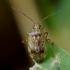 Įvairiaspalvė žolblakė - Lygus rugulipennis | Fotografijos autorius : Romas Ferenca | © Macrogamta.lt | Šis tinklapis priklauso bendruomenei kuri domisi makro fotografija ir fotografuoja gyvąjį makro pasaulį.