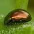 Įvairiaspalvis puošnys - Chrysolina varians | Fotografijos autorius : Žilvinas Pūtys | © Macrogamta.lt | Šis tinklapis priklauso bendruomenei kuri domisi makro fotografija ir fotografuoja gyvąjį makro pasaulį.