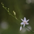 Šakotasis šiaudenis - Anthericum ramosum | Fotografijos autorius : Agnė Našlėnienė | © Macrogamta.lt | Šis tinklapis priklauso bendruomenei kuri domisi makro fotografija ir fotografuoja gyvąjį makro pasaulį.