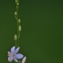 Šakotasis šiaudenis - Anthericum ramosum | Fotografijos autorius : Kęstutis Obelevičius | © Macrogamta.lt | Šis tinklapis priklauso bendruomenei kuri domisi makro fotografija ir fotografuoja gyvąjį makro pasaulį.