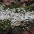 Šakotasis gleivukas - Ceratiomyxa fruticulosa | Fotografijos autorius : Vytautas Gluoksnis | © Macrogamta.lt | Šis tinklapis priklauso bendruomenei kuri domisi makro fotografija ir fotografuoja gyvąjį makro pasaulį.