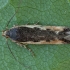 Šakyninė kosmardija - Cosmardia moritzella | Fotografijos autorius : Žilvinas Pūtys | © Macrogamta.lt | Šis tinklapis priklauso bendruomenei kuri domisi makro fotografija ir fotografuoja gyvąjį makro pasaulį.