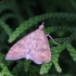 Šalavinė udėja - Udea fulvalis | Fotografijos autorius : Vytautas Gluoksnis | © Macrogamta.lt | Šis tinklapis priklauso bendruomenei kuri domisi makro fotografija ir fotografuoja gyvąjį makro pasaulį.