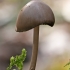 Šalmabudė - Mycena plumipes | Fotografijos autorius : Gintautas Steiblys | © Macrogamta.lt | Šis tinklapis priklauso bendruomenei kuri domisi makro fotografija ir fotografuoja gyvąjį makro pasaulį.