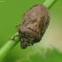 Šarvuotoji skydblakė - Podops inunctus | Fotografijos autorius : Vidas Brazauskas | © Macrogamta.lt | Šis tinklapis priklauso bendruomenei kuri domisi makro fotografija ir fotografuoja gyvąjį makro pasaulį.