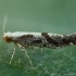 Šermukšninė vaisinė sidabrakandė - Argyresthia conjugella | Fotografijos autorius : Žilvinas Pūtys | © Macrogamta.lt | Šis tinklapis priklauso bendruomenei kuri domisi makro fotografija ir fotografuoja gyvąjį makro pasaulį.