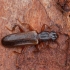 Šiaurinis plokščiavabalis - Dendrophagus crenatus | Fotografijos autorius : Žilvinas Pūtys | © Macrogamta.lt | Šis tinklapis priklauso bendruomenei kuri domisi makro fotografija ir fotografuoja gyvąjį makro pasaulį.