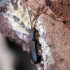 Šiaurinis plokščiavabalis - Dendrophagus crenatus | Fotografijos autorius : Vitalii Alekseev | © Macrogamta.lt | Šis tinklapis priklauso bendruomenei kuri domisi makro fotografija ir fotografuoja gyvąjį makro pasaulį.